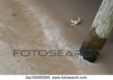 Crab on sand beneath pier View Large Photo Image Stock Image - Crab on sand beneath pier. Fotosearch
