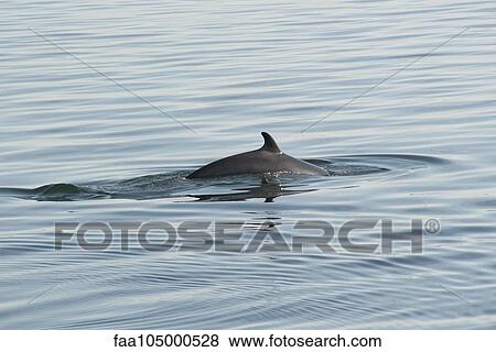 Stock Photo - Dolphin swimming in water. Fotosearch