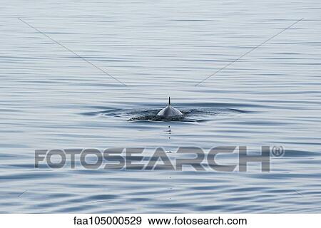 Dolphin's dorsal fin appearing above surface of water View Large Photo Image Stock Photo - Dolphin's dorsal fin appearing above surface of water. Fotosearch