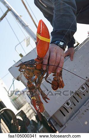 Stock Image - Fisherman showing freshly caught lobster. Fotosearch