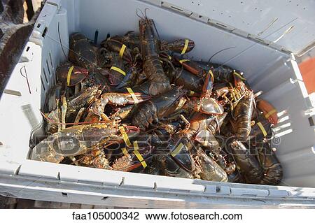 Freshly caught lobsters in container View Large Photo Image Stock Image - Freshly caught lobsters in container. Fotosearch