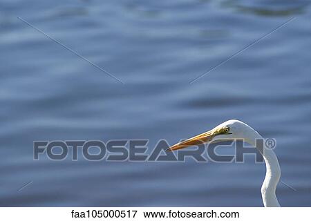 Graceful egret View Large Photo Image Stock Photo - Graceful egret. Fotosearch