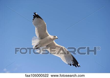 Gull flying in blue sky View Large Photo Image Stock Image - Gull flying in blue sky. Fotosearch