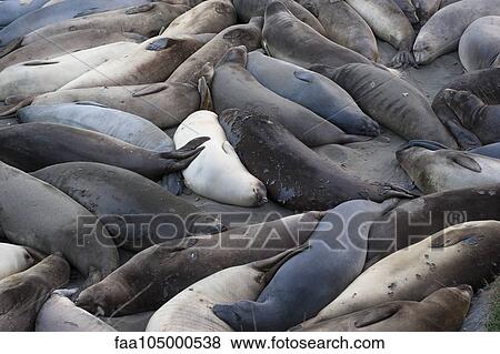Stock Photo - Large group of seals resting on beach. Fotosearch