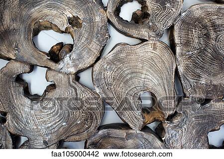 Pieces of wood in cross section, full frame View Large Photo Image Stock Image - Pieces of wood in cross section, full frame. Fotosearch