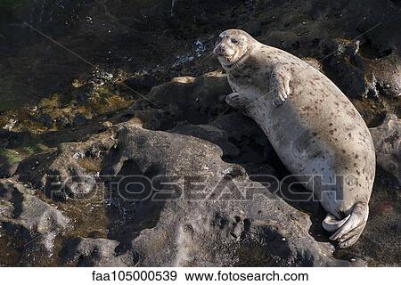Seal sunbathing on rock View Large Photo Image Stock Photo - Seal sunbathing on rock. Fotosearch