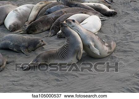 Stock Photo - Seals mating or fighting on beach. Fotosearch