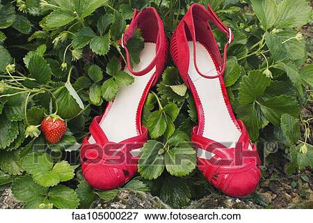 Stylish sandals nestled in strawberry plants View Large Photo Image Stock Photo - Stylish sandals nestled in strawberry plants. Fotosearch
