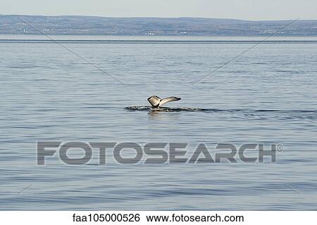 Stock Photograph - Whale's fluke appearing above water. Fotosearch