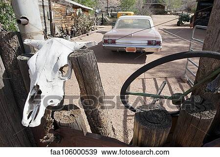 Animal skull on fence View Large Photo Image Stock Photo - Animal skull on fence. Fotosearch