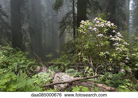 Azalea blooming in forest View Large Photo Image Stock Photograph - Azalea blooming in forest. Fotosearch