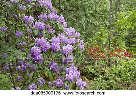 Azalea in bloom View Large Photo Image Stock Photograph - Azalea in bloom. Fotosearch