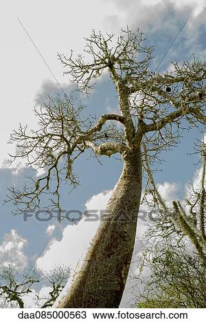 Baobab tree, low angle view View Large Photo Image Stock Image - Baobab tree, low angle view. Fotosearch