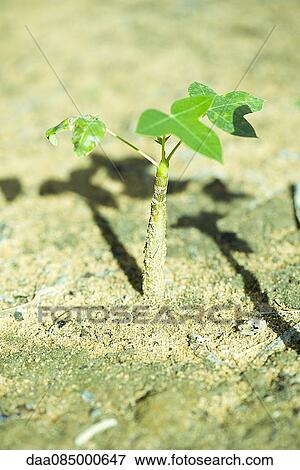 Baobab tree seedling View Large Photo Image Stock Photo - Baobab tree seedling. Fotosearch