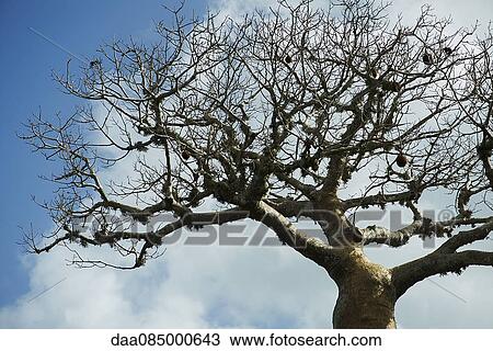 Baobab tree View Large Photo Image Stock Image - Baobab tree. Fotosearch