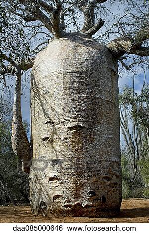 Baobab tree View Large Photo Image Stock Photograph - Baobab tree. Fotosearch