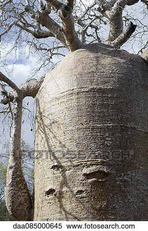 Baobab tree View Large Photo Image Stock Photography - Baobab tree. Fotosearch