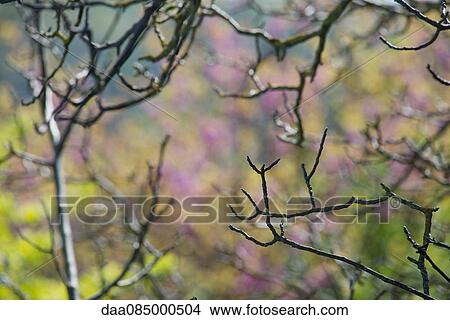 Bare branches View Large Photo Image Picture - Bare branches. Fotosearch