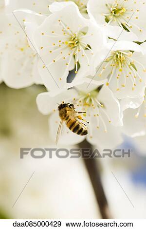 Bee gathering pollen on cherry blossom View Large Photo Image Stock Photo - Bee gathering pollen on cherry blossom. Fotosearch