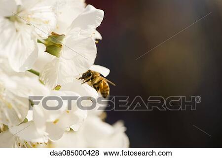 Stock Photo - Bee gathering pollen on cherry blossoms. Fotosearch