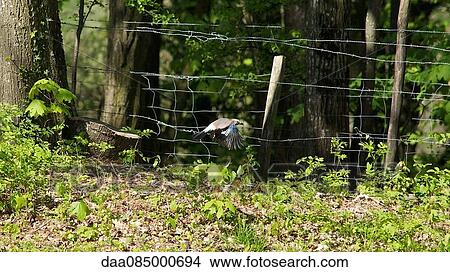 Picture - Bird flying near barbed wire fence. Fotosearch