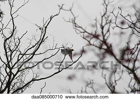 Bird flying through bare tree branches View Large Photo Image Stock Image - Bird flying through bare tree branches. Fotosearch