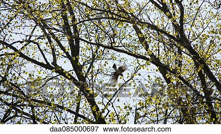Bird flying through branches View Large Photo Image Stock Photo - Bird flying through branches. Fotosearch