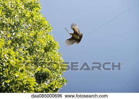 Bird flying with twig in its mouth View Large Photo Image Stock Photograph - Bird flying with twig in its mouth. Fotosearch
