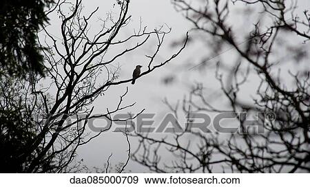 Bird perched on bare tree branch View Large Photo Image Stock Photo - Bird perched on bare tree branch. Fotosearch