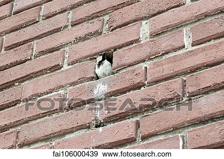Bird perching in hole in brick wall View Large Photo Image Stock Photo - Bird perching in hole in brick wall. Fotosearch