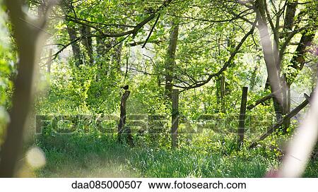 Bird resting on fence post in woods View Large Photo Image Stock Photo - Bird resting on fence post in woods. Fotosearch