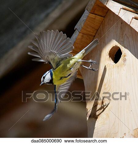 Blue tit (Cyanistes caeruleus) flying away from wooden birdhouse View Large Photo Image Stock Image - Blue tit (Cyanistes caeruleus) flying away from wooden birdhouse. Fotosearch