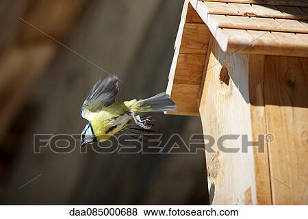 Blue tit (Cyanistes caeruleus) flying away from wooden birdhouse View Large Photo Image Stock Photo - Blue tit (Cyanistes caeruleus) flying away from wooden birdhouse. Fotosearch
