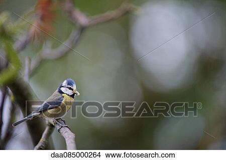 Blue tit (Cyanistes caeruleus) perched on branch View Large Photo Image Picture - Blue tit (Cyanistes caeruleus) perched on branch. Fotosearch