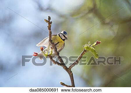 Blue tit (Cyanistes caeruleus) perched on branch View Large Photo Image Stock Image - Blue tit (Cyanistes caeruleus) perched on branch. Fotosearch