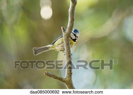 Blue tit (Cyanistes caeruleus) perched on branch View Large Photo Image Stock Image - Blue tit (Cyanistes caeruleus) perched on branch. Fotosearch