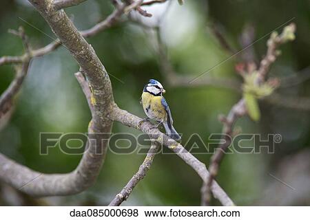 Stock Photo - Blue tit (Cyanistes caeruleus) perched on branch. Fotosearch