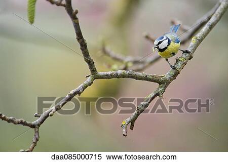 Blue tit (Cyanistes caeruleus) perched on branch with worm in its mouth View Large Photo Image Stock Photography - Blue tit (Cyanistes caeruleus) perched on branch with worm in its mouth. Fotosearch