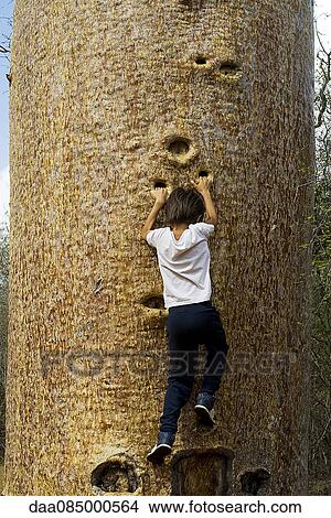 Boy climbing baobab tree View Large Photo Image Picture - Boy climbing baobab tree. Fotosearch