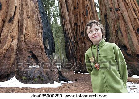 Boy standing in front of giant trees, Sequoia and Kings Canyon National Parks, California, USA View Large Photo Image Stock Image - Boy standing in front of giant trees, Sequoia and Kings Canyon National Parks, California, USA. Fotosearch