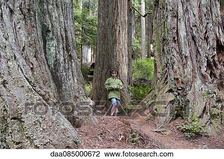 Boy walking in old growth forest, Redwood National Park, California, USA View Large Photo Image Stock Image - Boy walking in old growth forest, Redwood National Park, California, USA. Fotosearch