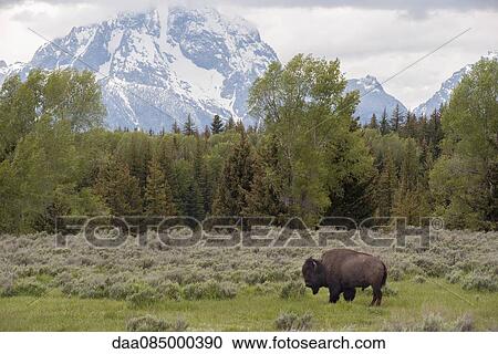 Buffalo (American bison) grazing in Grand Teton National Park, Wyoming, USA View Large Photo Image Stock Image - Buffalo (American bison) grazing in Grand Teton National Park, Wyoming, USA. Fotosearch