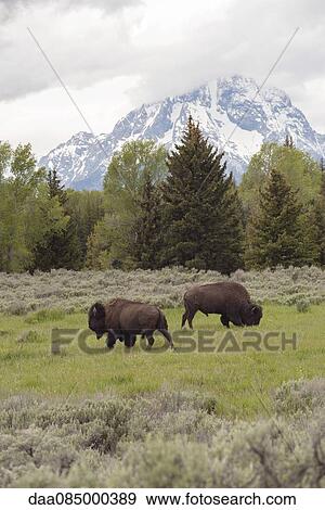 Buffalo (American bison) grazing in Grand Teton National Park, Wyoming, USA View Large Photo Image Stock Photo - Buffalo (American bison) grazing in Grand Teton National Park, Wyoming, USA. Fotosearch
