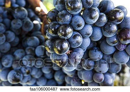 Bunch of grapes growing on vine View Large Photo Image Stock Photo - Bunch of grapes growing on vine. Fotosearch