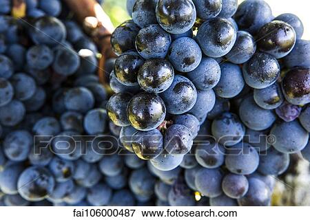 Bunch of grapes growing on vine View Large Photo Image Stock Photo - Bunch of grapes growing on vine. Fotosearch