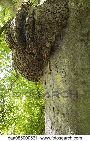 Stock Image - Burl on tree trunk. Fotosearch