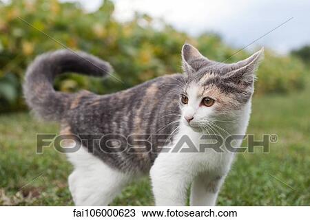 Cat looking away attentively View Large Photo Image Stock Image - Cat looking away attentively. Fotosearch