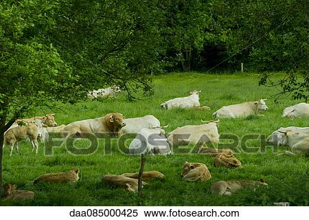 Cattle resting in pasture View Large Photo Image Stock Photography - Cattle resting in pasture. Fotosearch