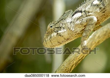 Stock Photo - Chameleon, close-up. Fotosearch