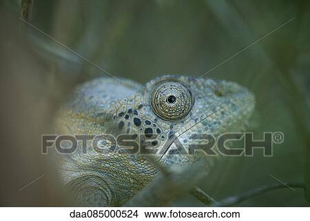 Chameleon View Large Photo Image Picture - Chameleon. Fotosearch